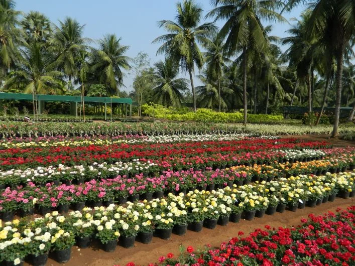 Kadiyapulanka nursery village near Rajahmundry
